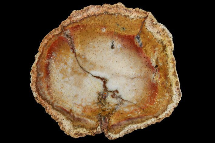 Petrified Palmwood (Palmoxylon) Slab - Louisiana #166438